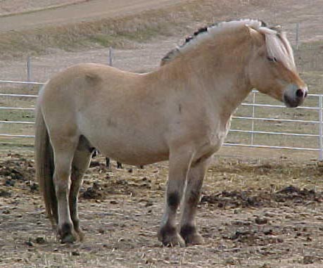 Kjorsvigs Fjord Horses